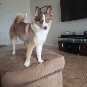 Meet your Posher, Janice